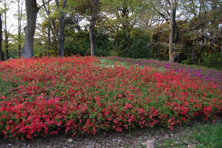 京都府立植物园の桜
