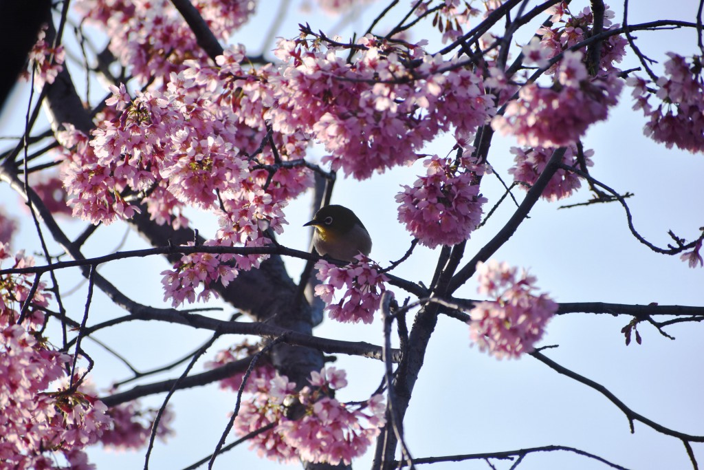 長徳寺の桜