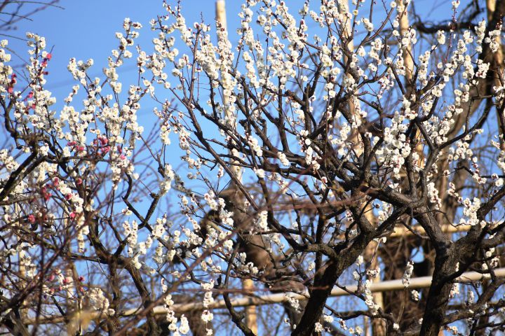 Uji City Botanical Parkの桜