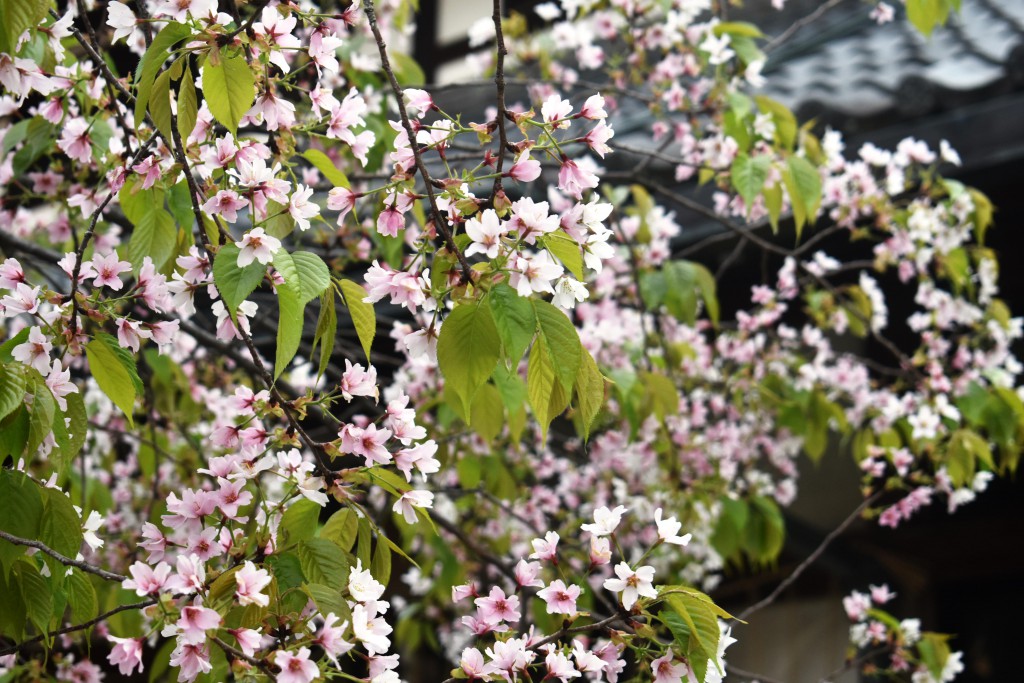 北野天満宮の桜