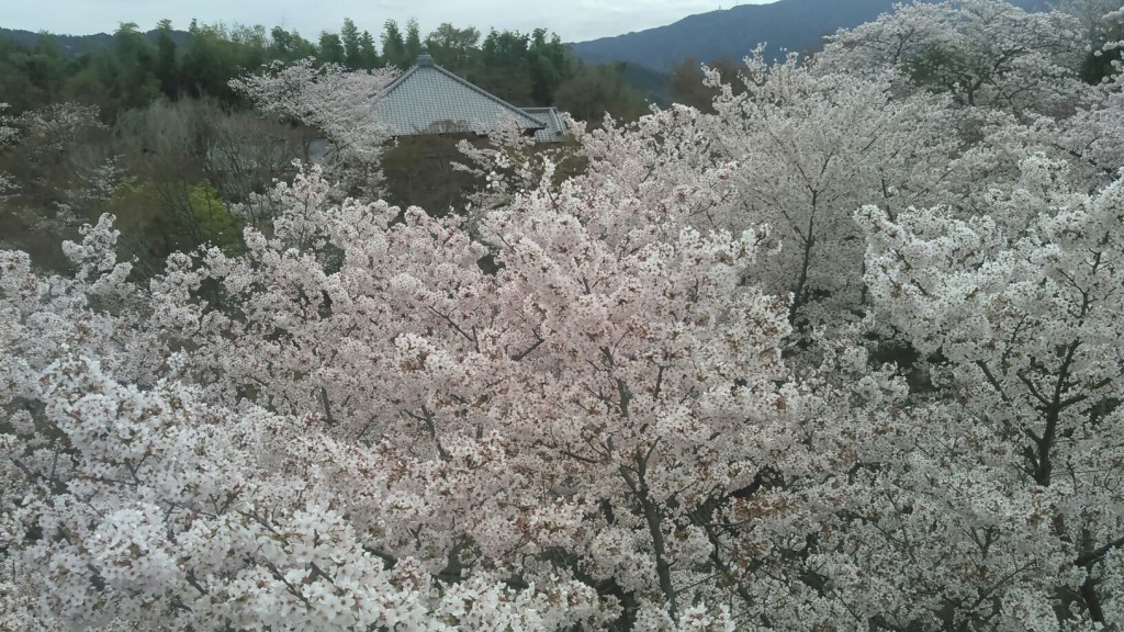 将軍塚青龍殿の桜