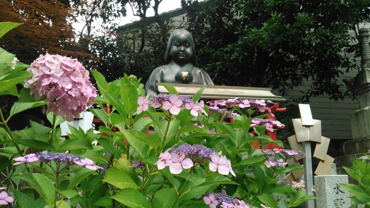 Sembon Shaka-do (Daihoonji Temple)の桜