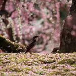 Jonangu Shrineの桜