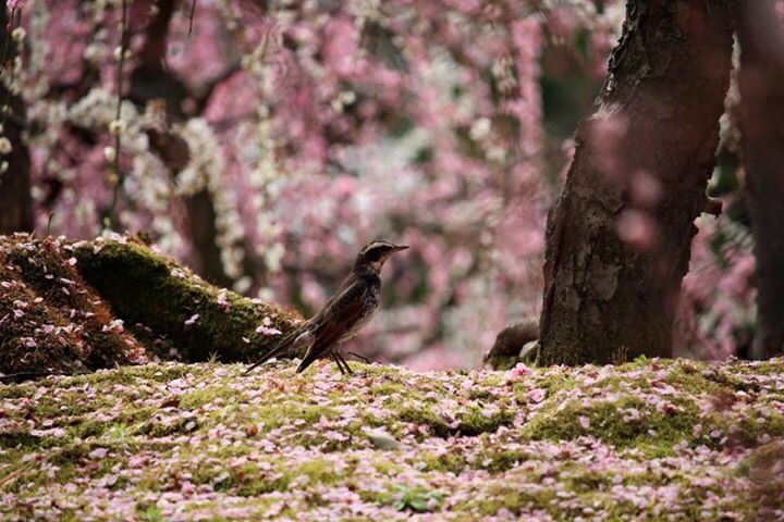 城南宮の桜