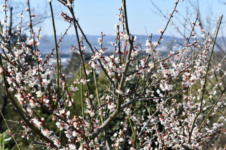 Aodani Bairin (Plum Forest)の桜