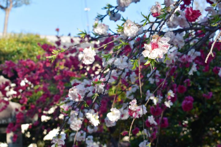 Kadodehachimangu Shrineの桜