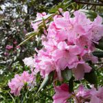 하라다니원の桜