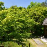 宇治市植物公園の桜