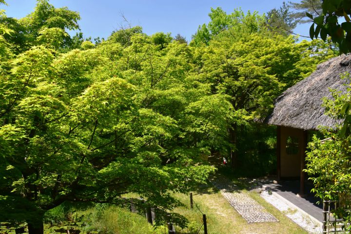 宇治市植物公園の桜