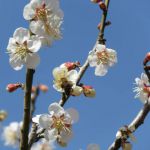 아오다니 바이린の桜