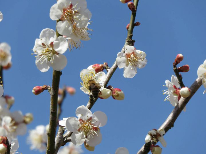 青谷梅林の桜