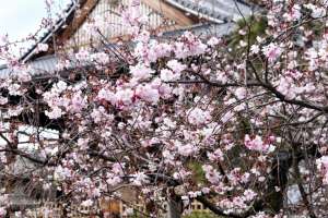 妙蓮寺の桜