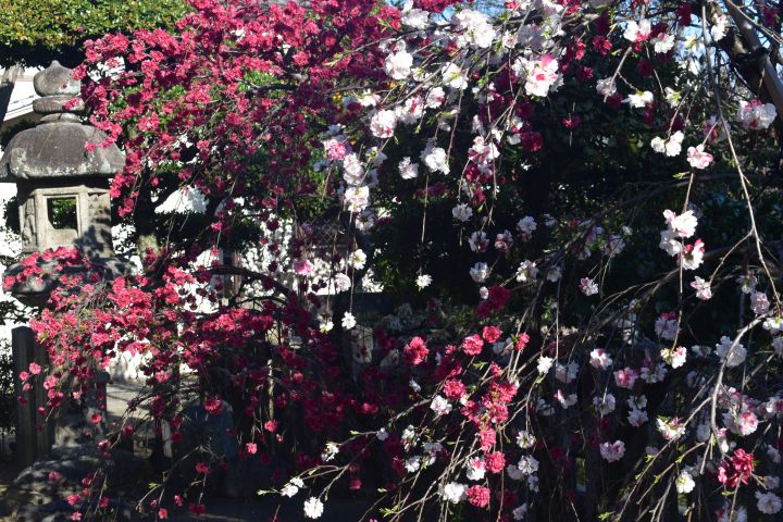 Kadodehachimangu Shrineの桜