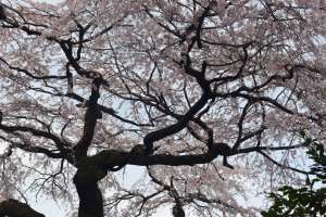 有栖館の桜