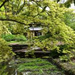 京都府立植物园の桜