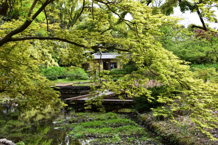 京都府立植物园の桜