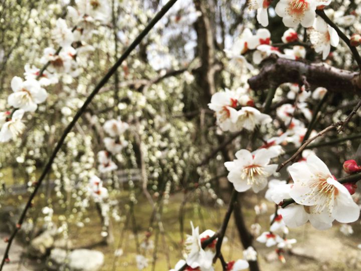 Jonangu Shrineの桜