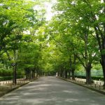 京都府立植物园の桜