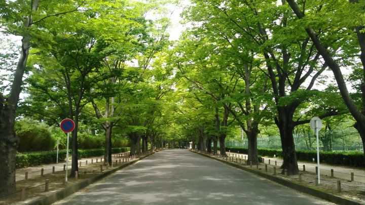 京都府立植物园の桜