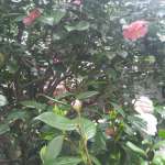 雨宝院の桜