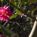 Kyoto Botanical Gardensの桜