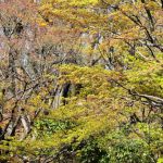 宇治市植物公園の桜