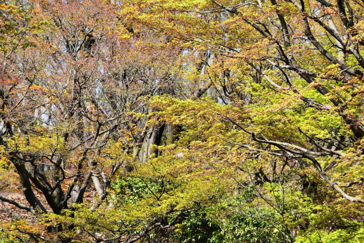 宇治市植物公園の桜