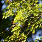 京都府立植物园の桜