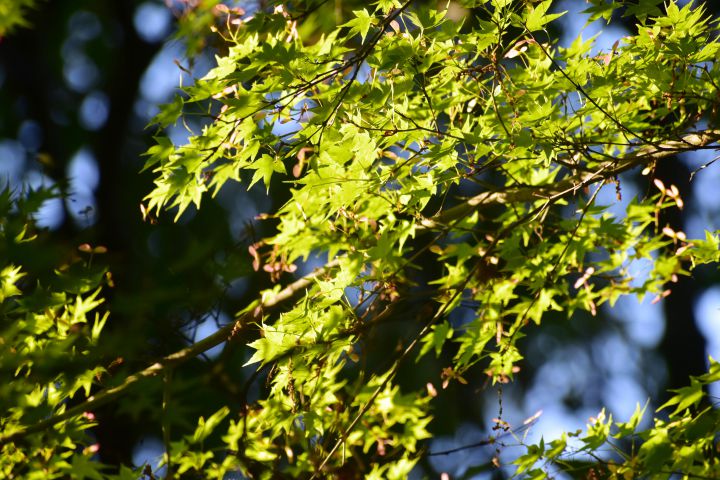 京都府立植物园の桜