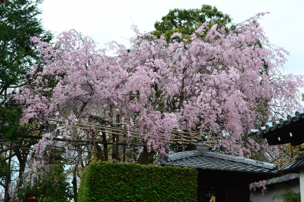 西翁院の桜