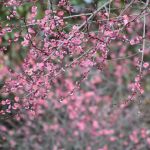 교토부립식물원の桜