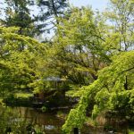 京都府立植物园の桜