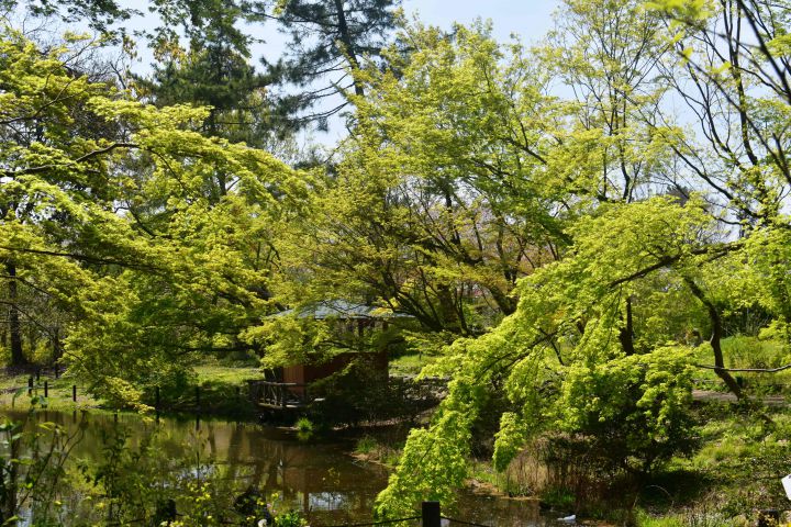 京都府立植物园の桜