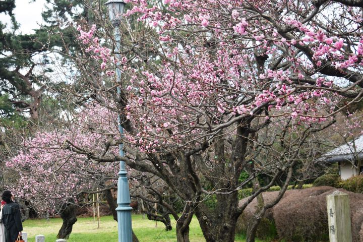 Kyoto Gyoen National Gardenの桜