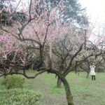 Kyoto Botanical Gardensの桜