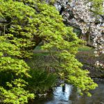 京都御苑の桜