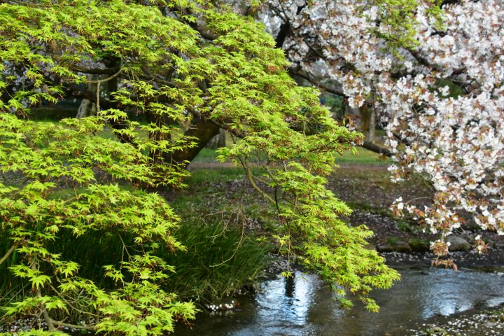 京都御苑の桜