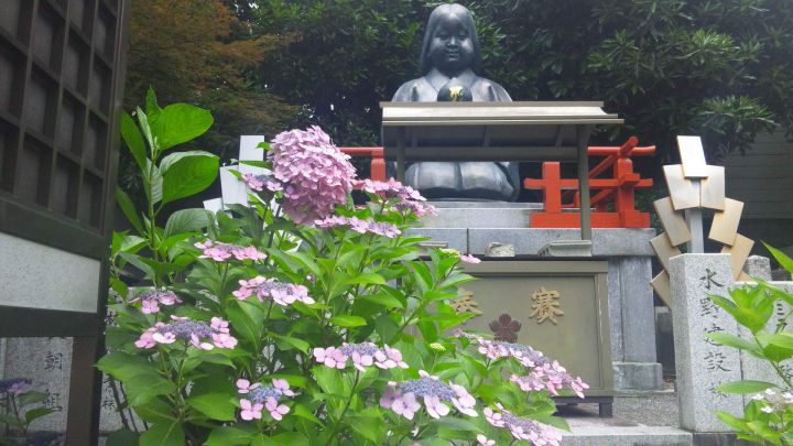 Sembon Shaka-do (Daihoonji Temple)の桜