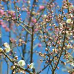 우지시 식물공원の桜