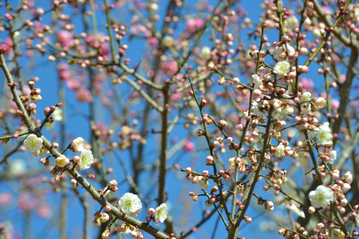 Uji City Botanical Parkの桜