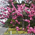 Kyoto Gyoen National Gardenの桜