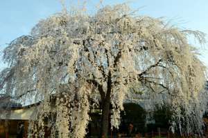 本満寺の桜