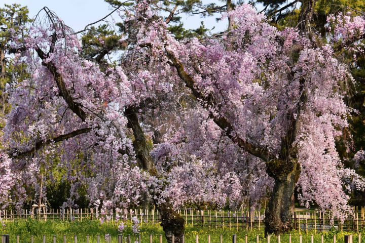 近衛邸跡（京都御苑）の桜