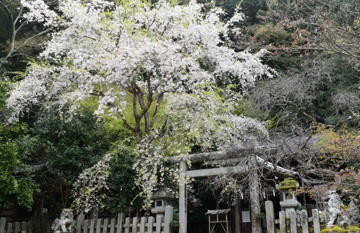 大豊神社の桜