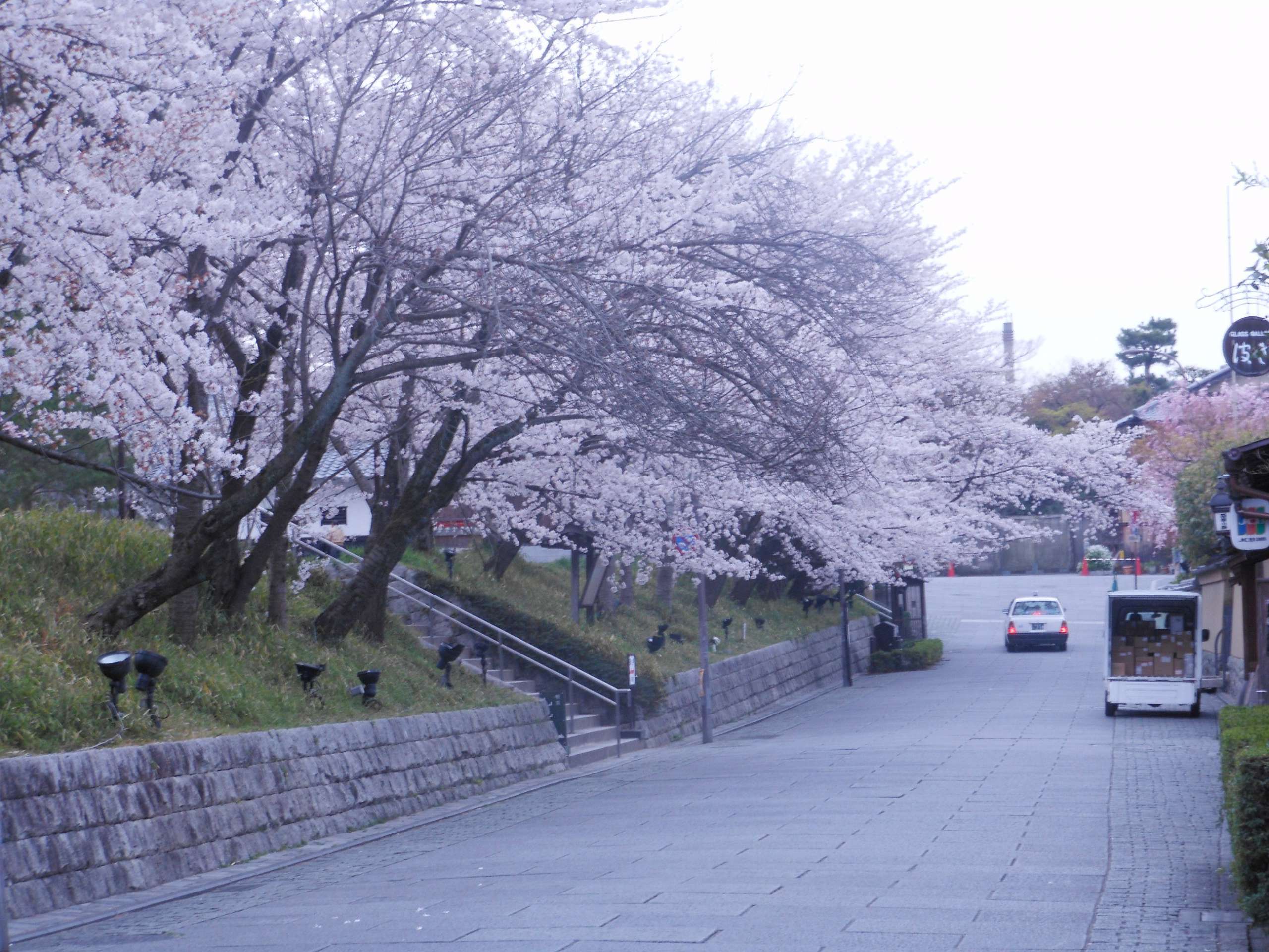 ねねの道の桜
