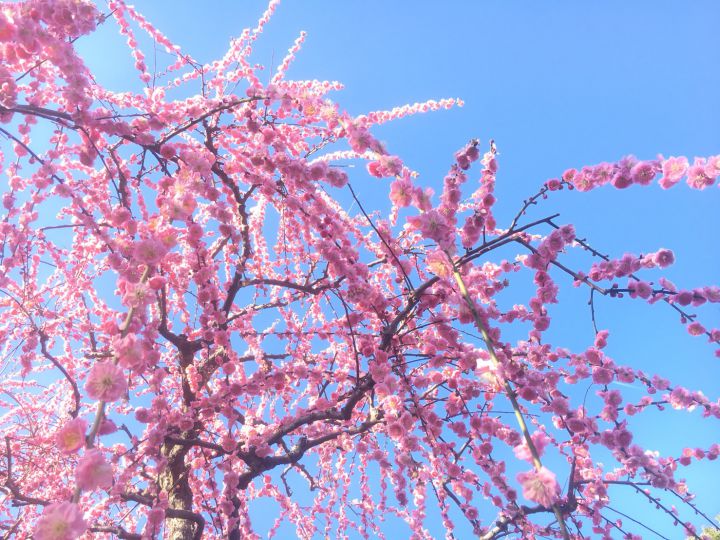 城南宮の桜