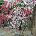 首途八幡宮の桜