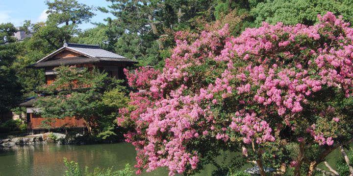교토교엔の桜