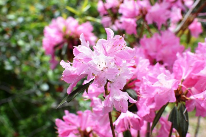 하라다니원の桜
