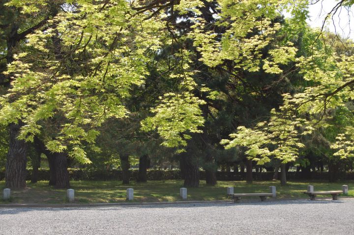 京都御苑の桜